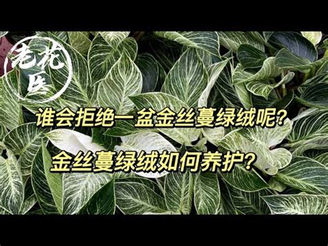 綠鑽蔓綠絨照顧